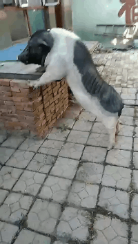 猪在咆哮动物gif搞笑图片