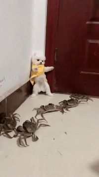 别以为你们多我就不敢动你们动物gif搞笑图片