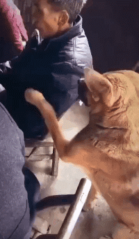 老爷子：滚...动物gif搞笑图片