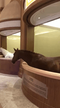 现在动物的待遇比人好呀动物gif搞笑图片