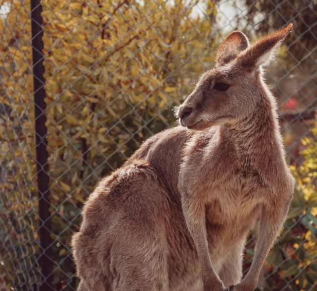 肌肉袋鼠动物高清图片动物gif搞笑图片