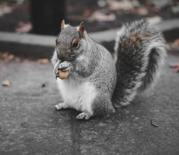 小动物可爱松鼠动物图片动物gif搞笑图片