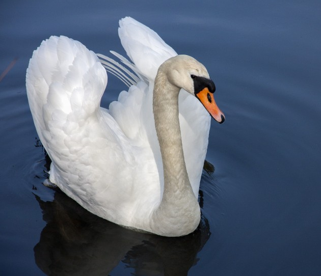 白天鹅动物高清图片动物gif搞笑图片