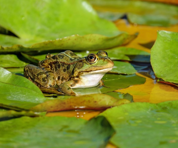 青蛙种类大全高清图片动物gif搞笑图片