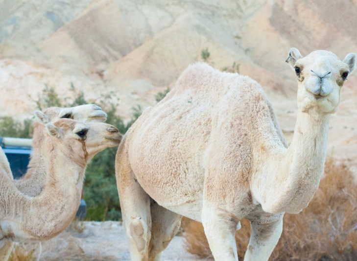 沙漠骆驼动物高清图片动物gif搞笑图片
