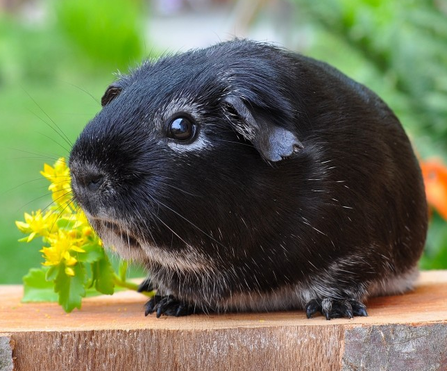 呆萌仓鼠荷兰猪小动物图片动物gif搞笑图片