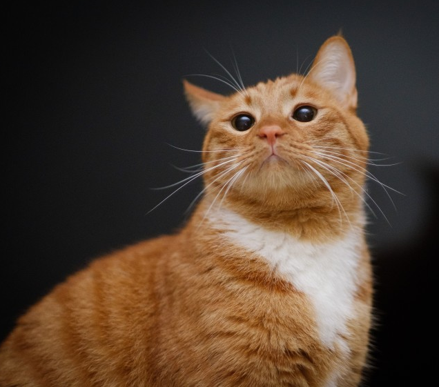 可爱萌猫小动物高清图片动物gif搞笑图片