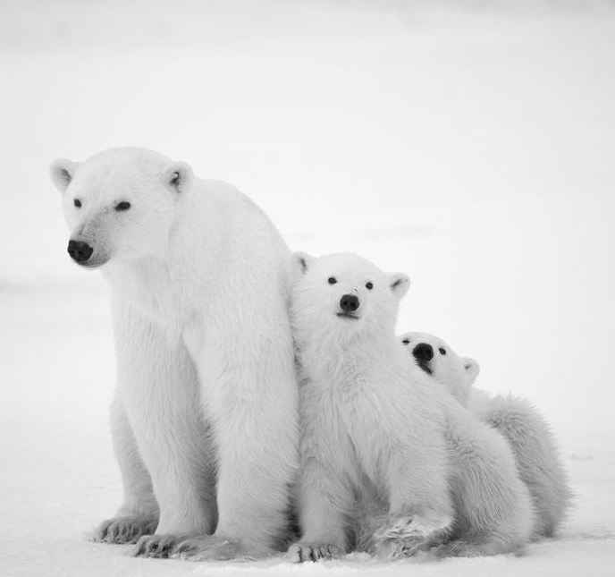 冬眠的动物北极熊刺猬图片动物gif搞笑图片