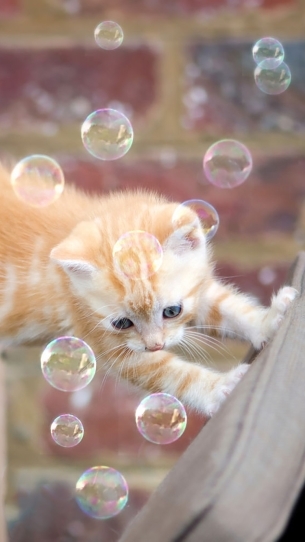 高清动物图片大全手机壁纸动物gif搞笑图片