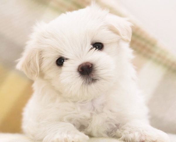 可爱动物图片微信头像动物gif搞笑图片