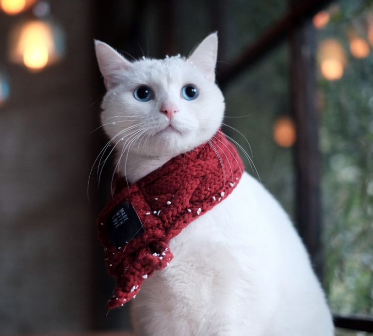 高清动物图片配图素材动物gif搞笑图片