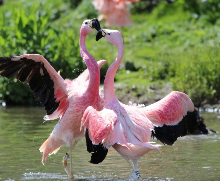 火烈鸟高清动物图片动物gif搞笑图片