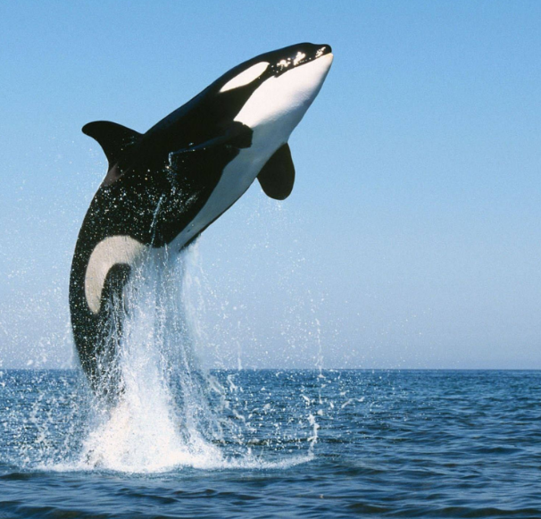 海洋动物图片及名称大全动物gif搞笑图片