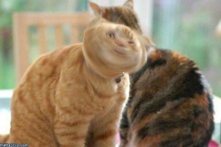 拍照失败旋转钻头猫图片动物gif搞笑图片