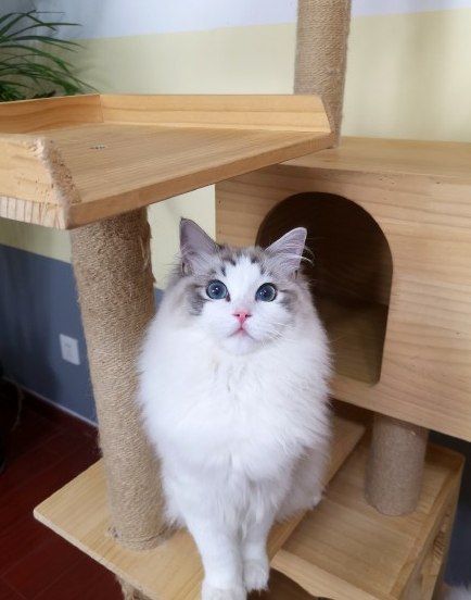 成年女神布偶猫卖萌图片动物gif搞笑图片