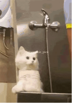 猫撒娇粘人可爱gif动态图动物gif搞笑图片