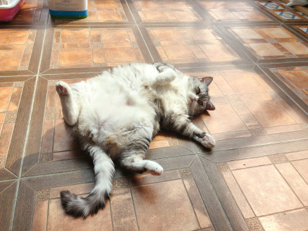 猫打滚晒太阳卖萌照片动物gif搞笑图片