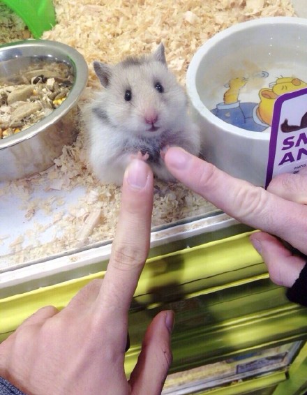 小仓鼠击掌卖萌图片动物gif搞笑图片