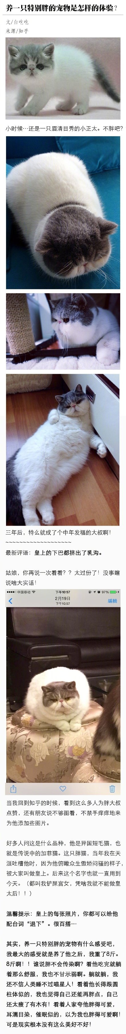 养一只特别胖的宠物是一种怎样的体验动物gif搞笑图片