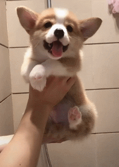 幼犬小柯基呆萌可爱gif动态图动物gif搞笑图片