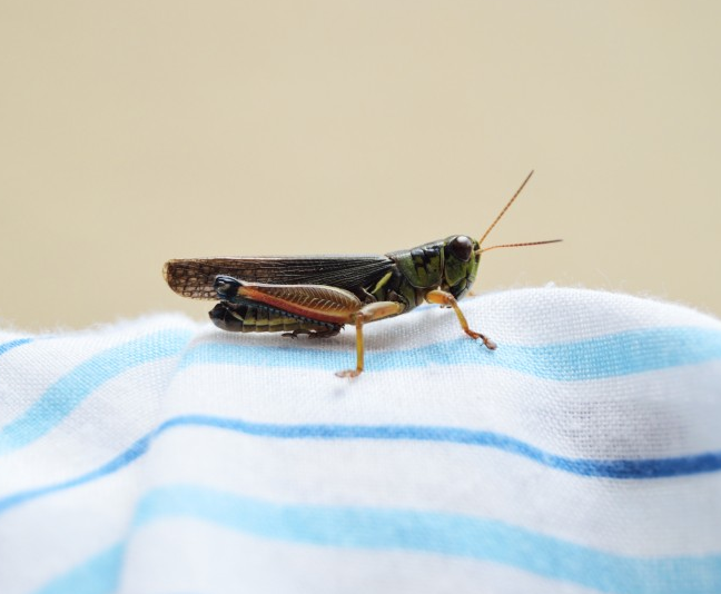 蟋蟀昆虫动物特写高清图片动物gif搞笑图片