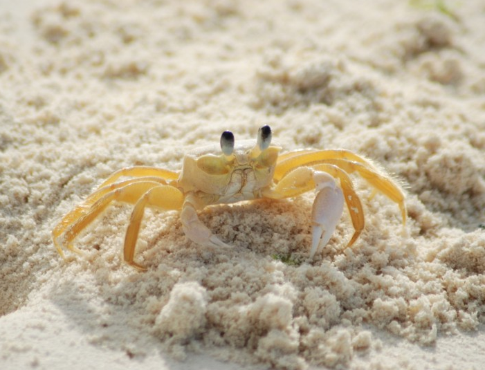 海边的螃蟹动物高清图片动物gif搞笑图片