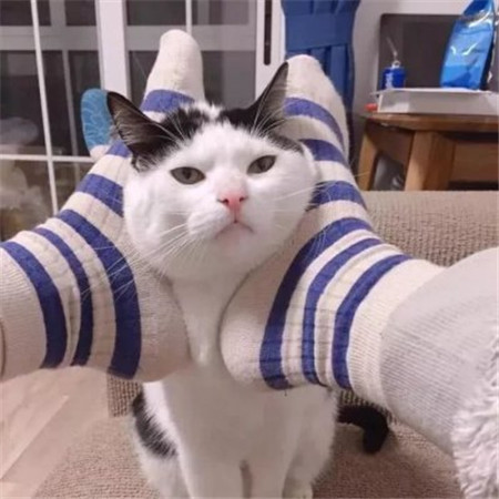 猫可爱动物表情包微信头像图动物gif搞笑图片