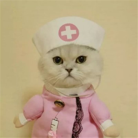 猫可爱动物cos情侣头像表情包图动物gif搞笑图片