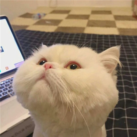 猫动物可爱微信头像表情包图片动物gif搞笑图片