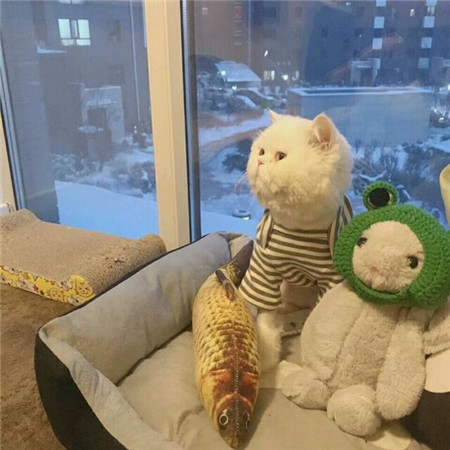 猫动物卖萌可爱微信头像表情包图动物gif搞笑图片