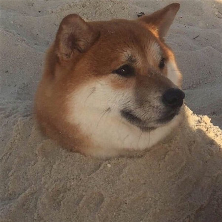 狗动物可爱搞笑表情包微信头像图动物gif搞笑图片