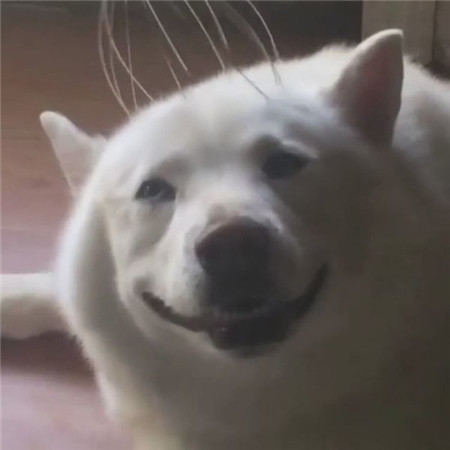 狗动物可爱搞笑微信头像表情包图动物gif搞笑图片