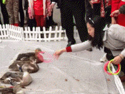 鸭子动物游戏套圈搞笑gif动态图动物gif搞笑图片