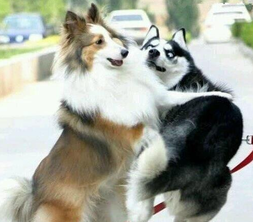 哈士奇狗动物打架搞笑表情包图片动物gif搞笑图片