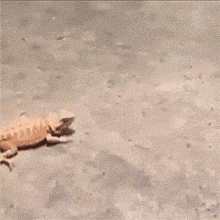 蜥蜴动物打架奔跑搞笑gif动态图动物gif搞笑图片