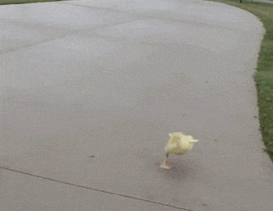 小黄鸭动物奔跑搞笑gif动态图动物gif搞笑图片