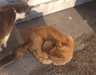 猫狗动物打架可爱搞笑表情包动态图动物gif搞笑图片