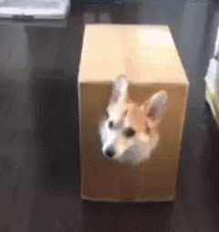 狗动物卖萌可爱动态图表情包动物gif搞笑图片