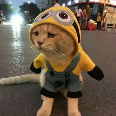 萌宠猫动物可爱微信头像图片大全动物gif搞笑图片