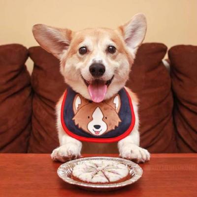 萌宠狗动物可爱微信头像图片大全动物gif搞笑图片