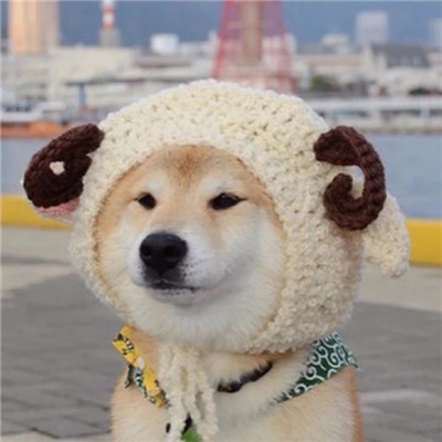 萌宠小动物可爱搞怪微信头像大全动物gif搞笑图片