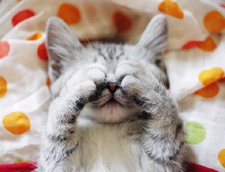 治愈系萌猫超可爱动物睡觉的图片动物gif搞笑图片