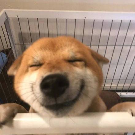 微笑可爱萌宠狗动物微信头像图片动物gif搞笑图片