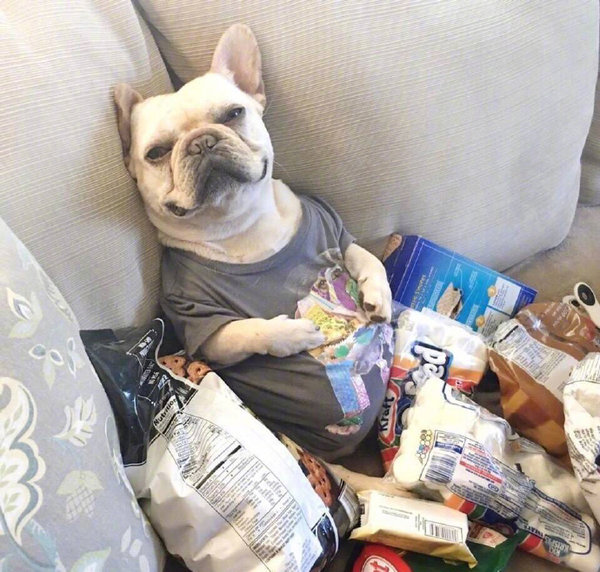 萌宠的吃货日常图片搞笑微信头像大全动物gif搞笑图片