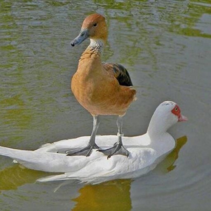 萌宠可爱经典动物表情包大全动物gif搞笑图片