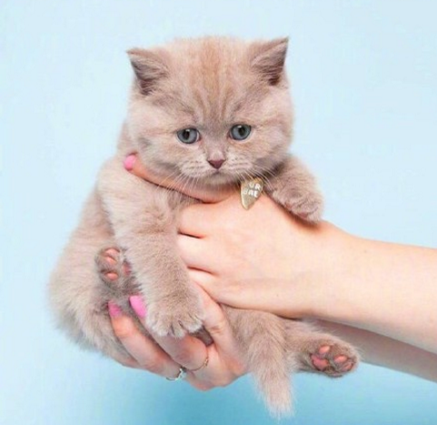 小奶猫萌宠可爱表情包图片大全动物gif搞笑图片