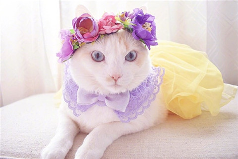 萌宠猫咪动物头戴花饰品微信头像大全动物gif搞笑图片