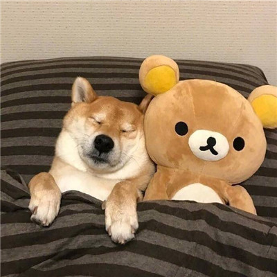 被窝里的狗萌宠动物微信头像图片大全动物gif搞笑图片