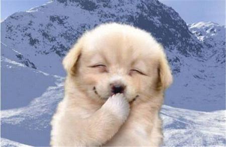 网络经典动物笑脸搞笑可爱表情包图动物gif搞笑图片