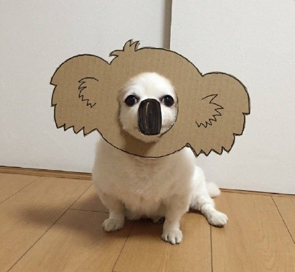 狗动物萌宠硬纸壳cos图片大全动物gif搞笑图片